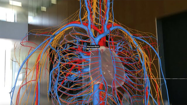 Poster image for a video that shows the artery and vein system of the human body virtual reality